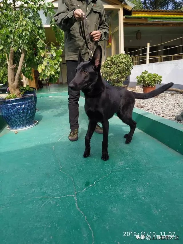 德牧为什么越来越少人养?