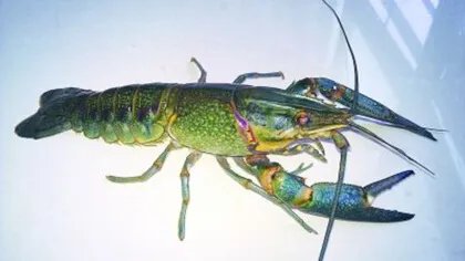 澳洲淡水龙虾养殖方法有哪些