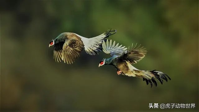 新手如何学习摄影？