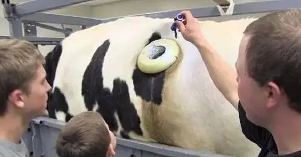 有的牛身体上为什么开个洞？