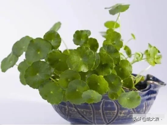 在水里养的花有哪些几种适合在水里养的花？