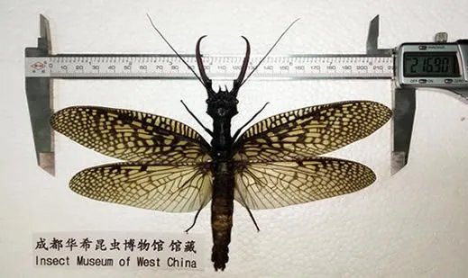 四川青城山惊现最大水生昆虫：世界最大（图）