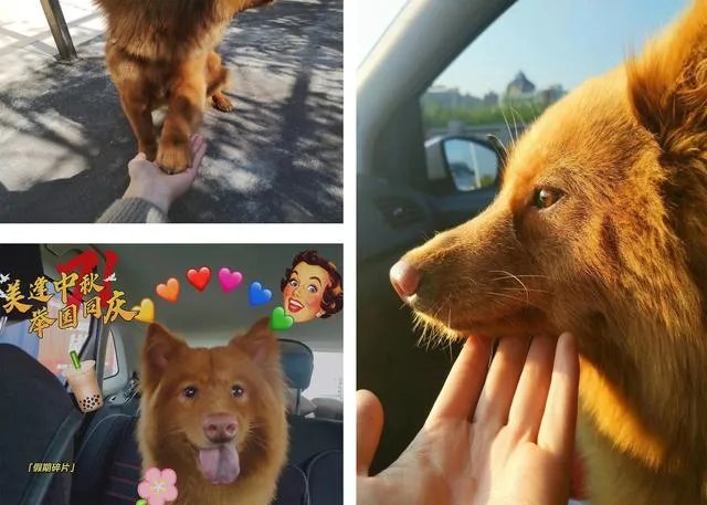 把宠物狗当作土狗养会怎么样?