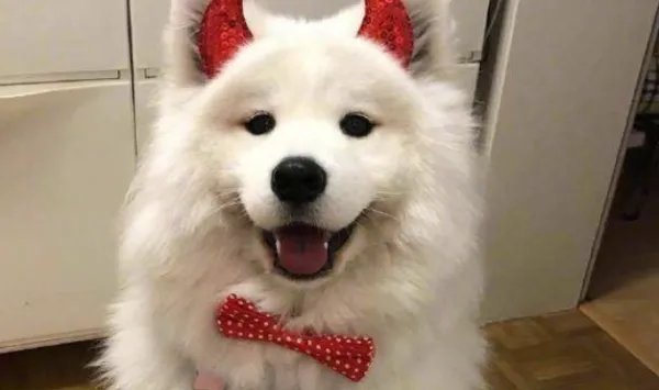 世界十大名犬排名图片