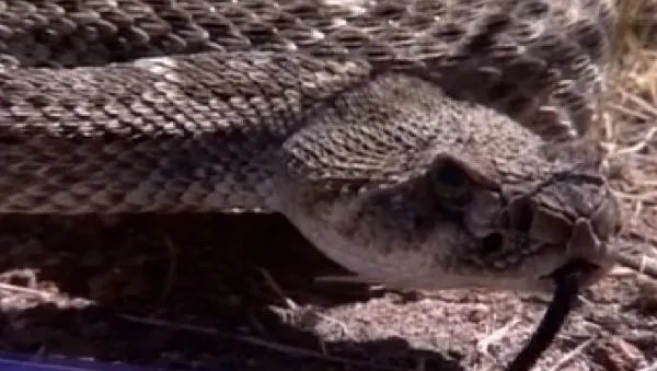 昼伏夜出的动物有哪些？