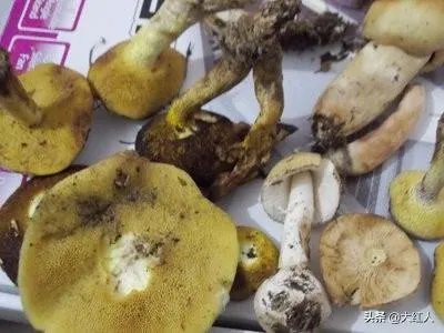 野生菌跨境电商