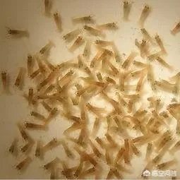 怎么养殖龙虾种苗?