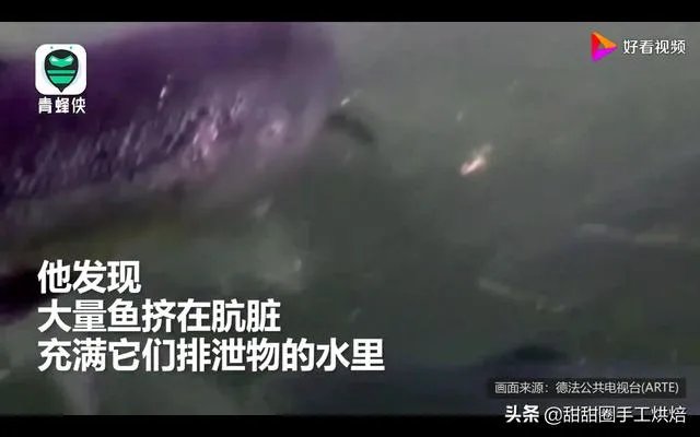 各地纷纷下架三文鱼，现在三文鱼还能吃吗？