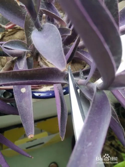 花卉种植技术教程