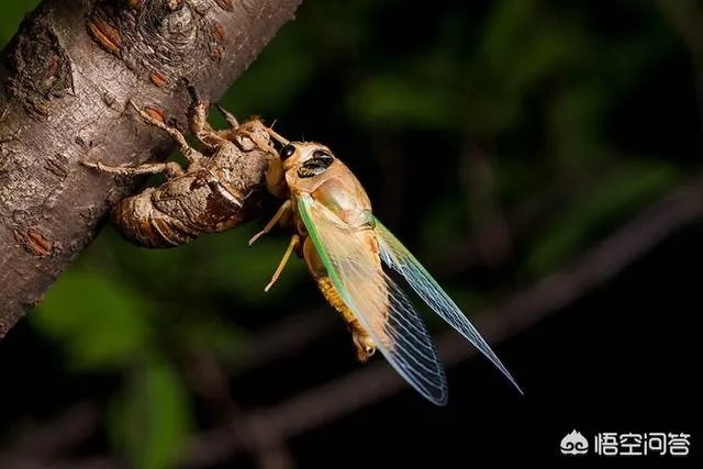 知了猴开始上市了，今年的知了猴价格怎么这么贵？不是有很多人工养殖知了猴的吗？
