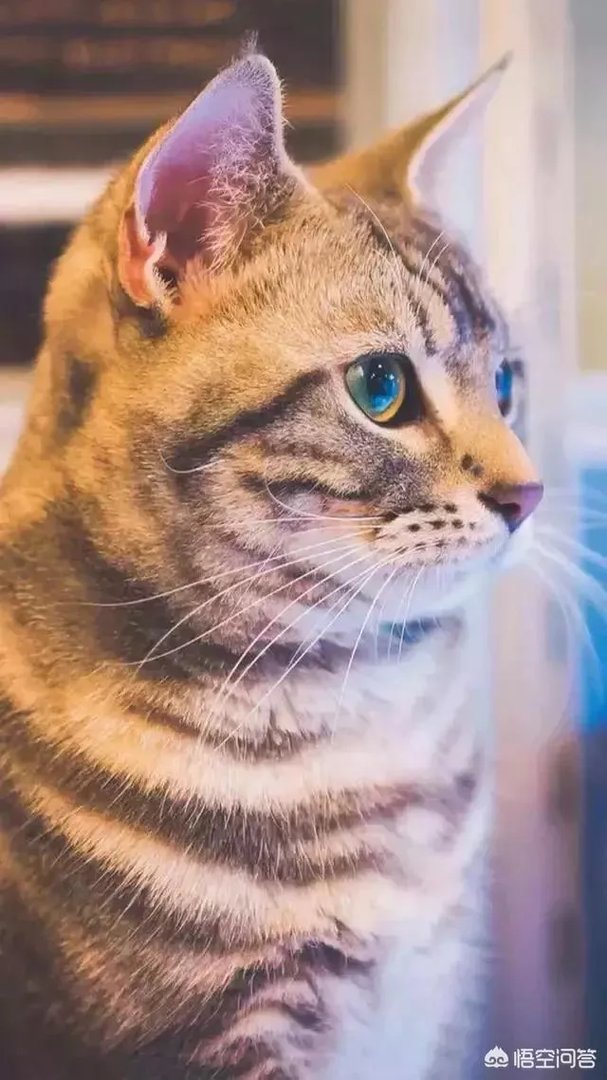 有哪些清新可爱的手机壁纸可以推荐？