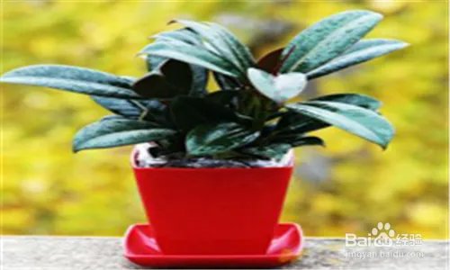 黑金刚的养殖方法