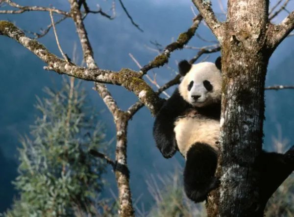 四川一只十多岁野生大熊猫经救治无效死亡，它是因何去世的？