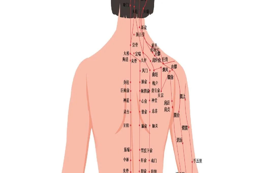 人体经络示意图