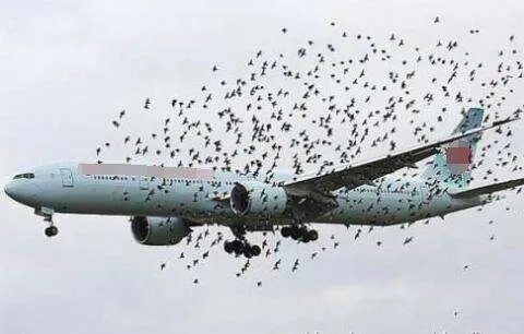 一海鸥被吸入挪威客机瞬间蒸发，是否对客机造成了影响？