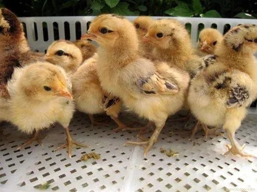 现在草鸡苗批发价格是多少钱一只，哪里的比较好？