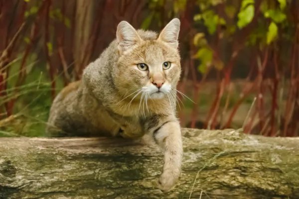 什么动物和猫长得像