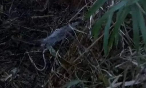 扯雀塘为什么有毒在什么地方 气泉喷出的是什么气体