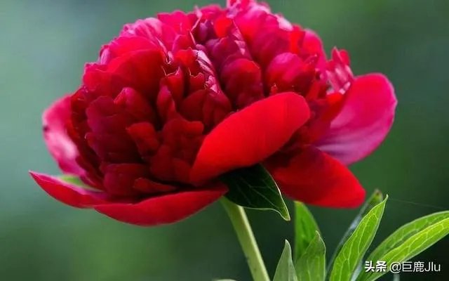 慰问医生，送什么花比较好？