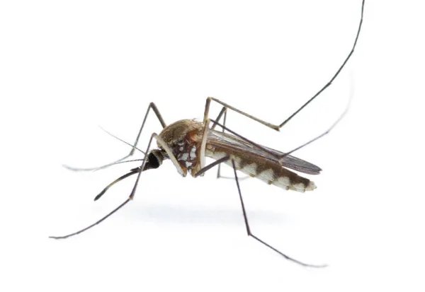 “全面消灭蚊子”的提议是否可行？以如今技术，能否将蚊子灭绝？