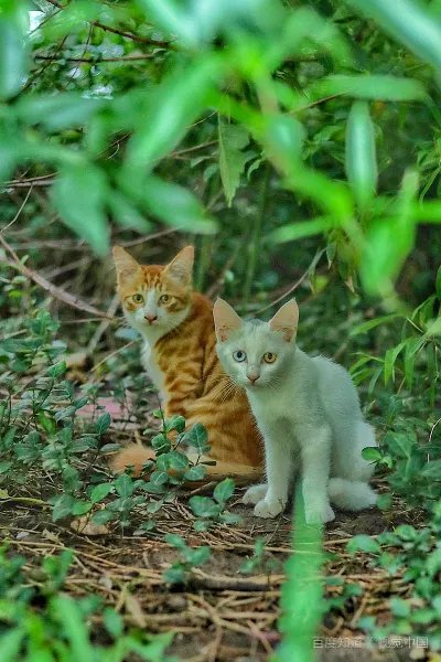 狗粮中的国产三大毒粮