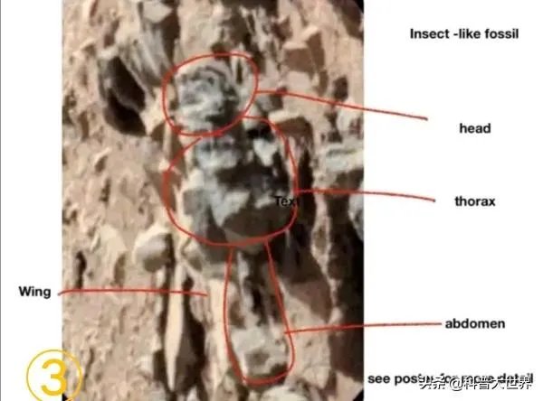 昆虫学家声称在火星上有重大发现，其理由是否充分？