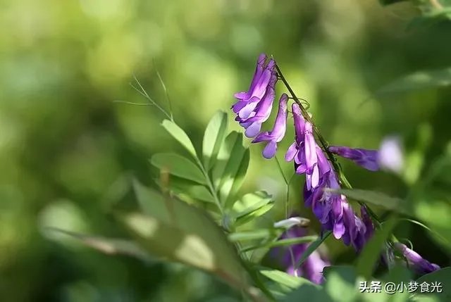 野豌豆到底有没有毒，能不能当菜吃，有吃过的朋友吗？怎么吃比较好？