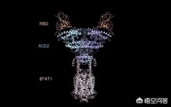 特朗普是否可能感染了新冠肺炎？