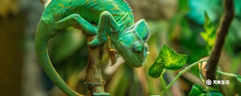 变色龙比喻人什么意思