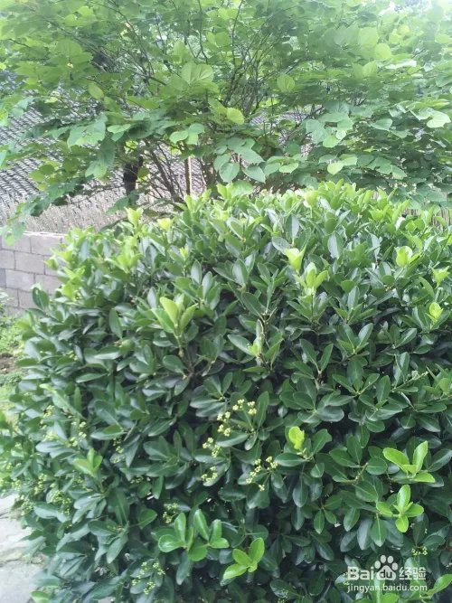 五格数理起名的运用