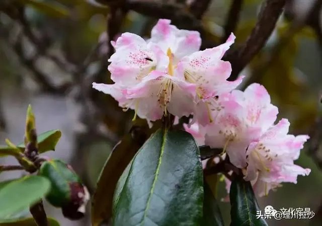 杜鹃是大叶还是小叶