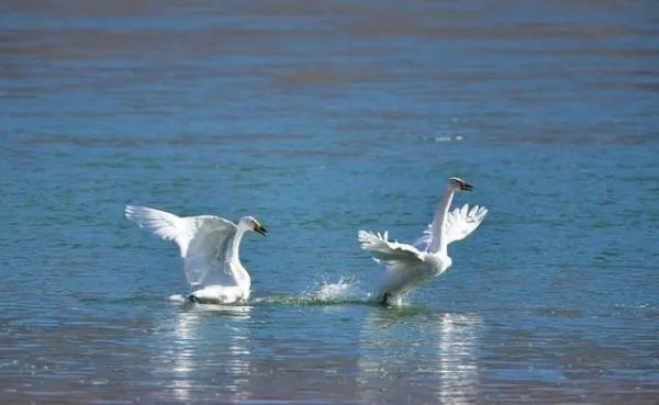 北京野生动物园游客偷拿天鹅蛋，此行为构成偷窃罪了吗？