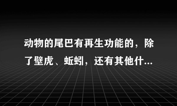 动物的尾巴有再生功能的，除了壁虎、蚯蚓，还有其他什么动物啊？