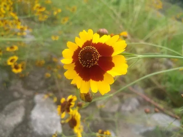 33-31，第3局，中国女排VS荷兰女排，为什么会惊现超高比分？