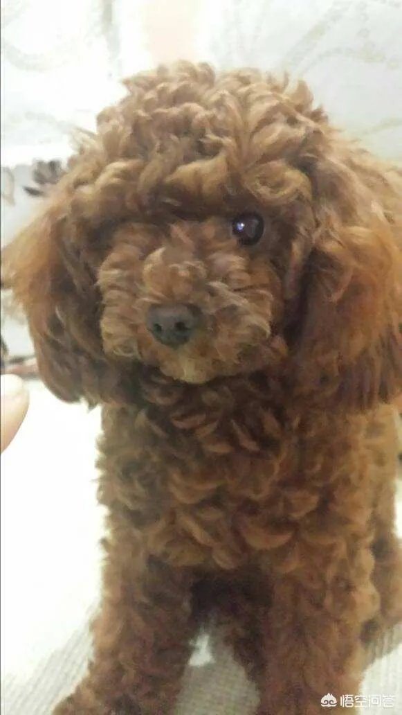 把宠物狗当作土狗养会怎么样?