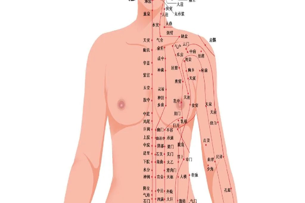人体经络示意图