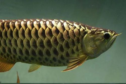 金龙鱼的价格是多少钱一条？