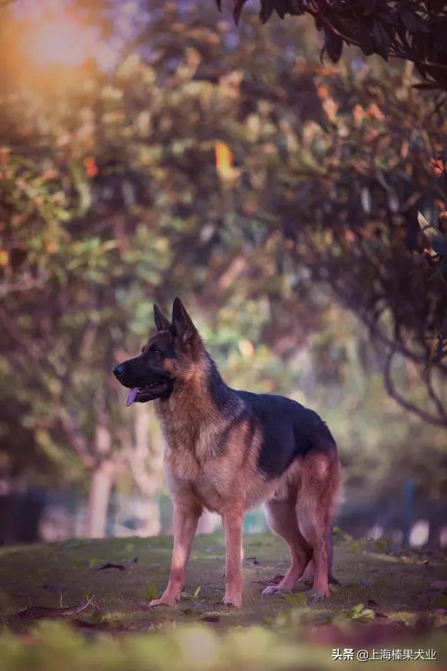 德牧为什么越来越少人养?
