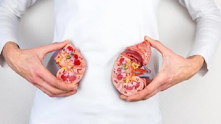 详细介绍下肾结石的形成病因