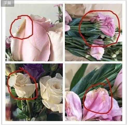 高圆圆投资涉欺诈，老公赵又廷为什么不帮她？