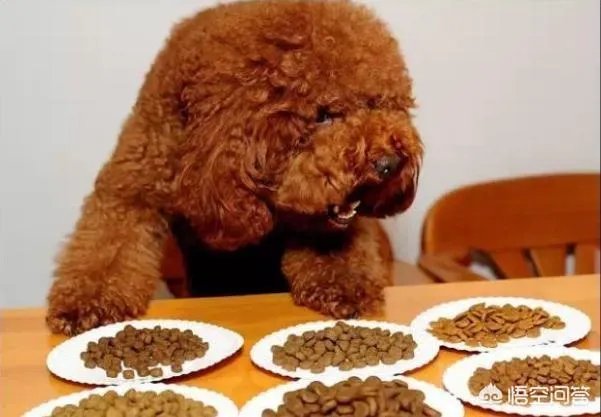 把宠物狗当作土狗养会怎么样?