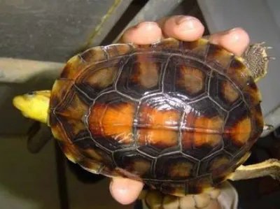 乌龟品种价格哪个最贵？