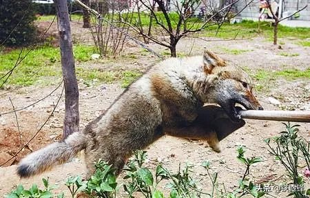 波兰抓捕华为员工，背后主谋很不简单！