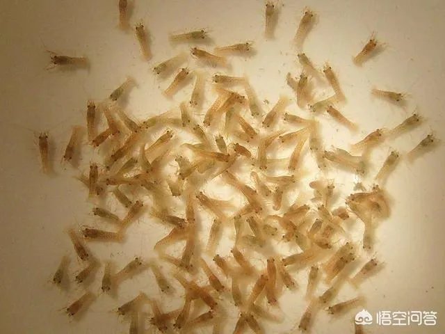 怎么养殖龙虾种苗?