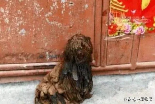 把宠物狗当作土狗养会怎么样?