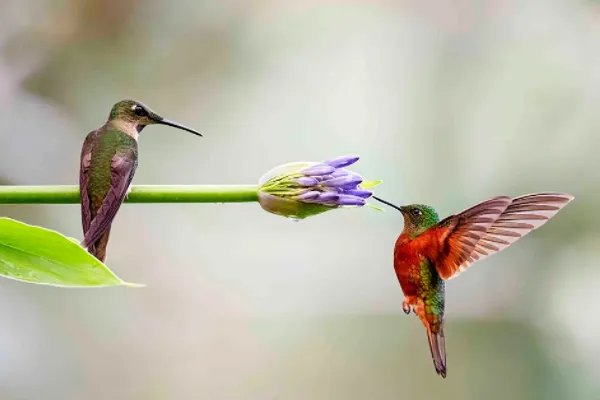 植物妈妈有办法还有哪些植物传播种子的方法?