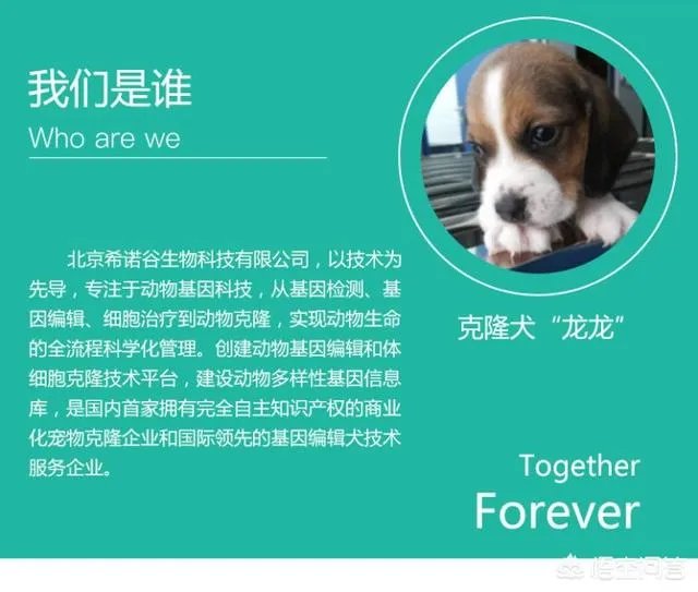 德牧为什么越来越少人养?