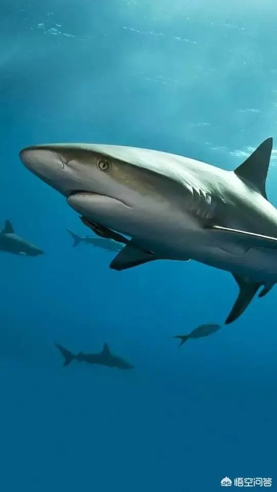 后天就是2019年高考了，大家有没有原创励志的好诗词送给考生？