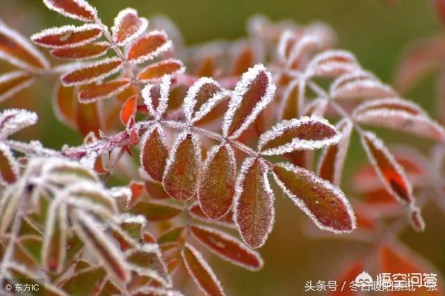 上联：春风春雨绿春柳，如何对下联？