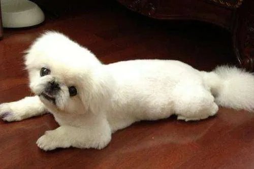 京巴狗是在我国有悠久历史的狗，养京巴狗应该怎么养呢？